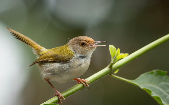 Common Tailorbird (Orthotomus sutorius) perched in a leafy tree.