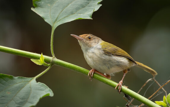 Common Tailorbird (Orthotomus sutorius) perched in a leafy tree.