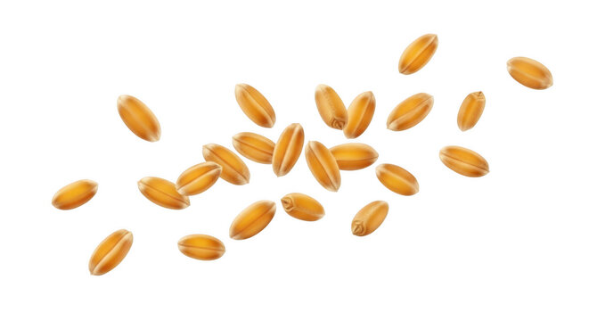 A scattering of golden wheat grains floats in the air showcasing their natural texture on transparent background