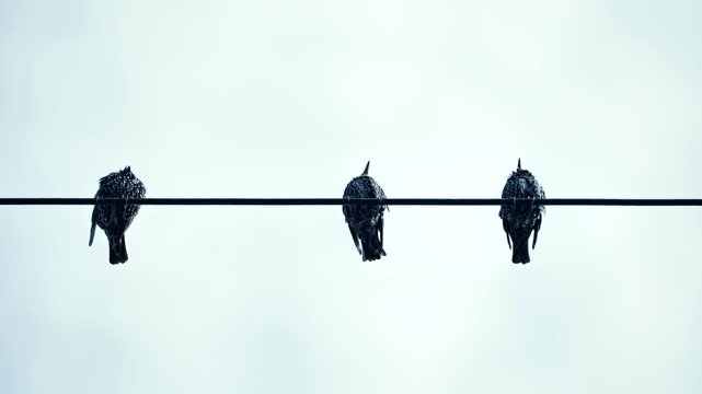 Three starlings perched on a power line against a minimalist blue sky