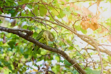 Fototapeta premium Green parrot on a tree branch in the park.
