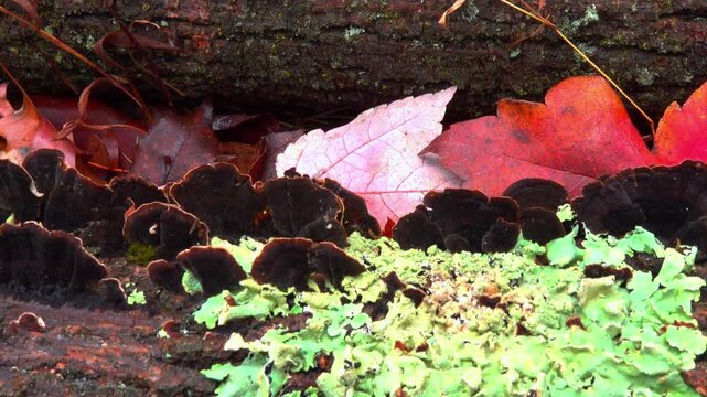 Wood-decaying fungi red-brown hymenochaete (Hymenochaete rubiginosa)