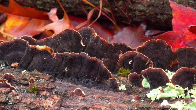 Wood-decaying fungi red-brown hymenochaete (Hymenochaete rubiginosa)