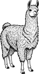Fototapeta premium Llama Full Body Engraving Line Art Illustration for Mascot Logo, Farm Animal Branding, Tattoo Design, T-Shirt Graphic and Vintage Artwork
