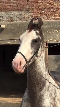"Traditional Marwari Breed Horse with White Facial Markings in a Rural Stable Setting"