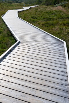 Boardwalk through meadow 