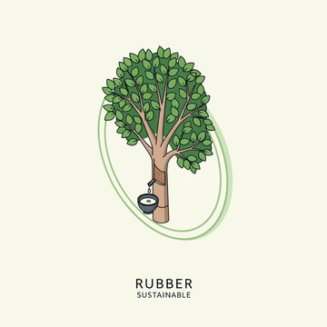 Sustainable Rubber Tree with Tapping Bucket for Latex Production.