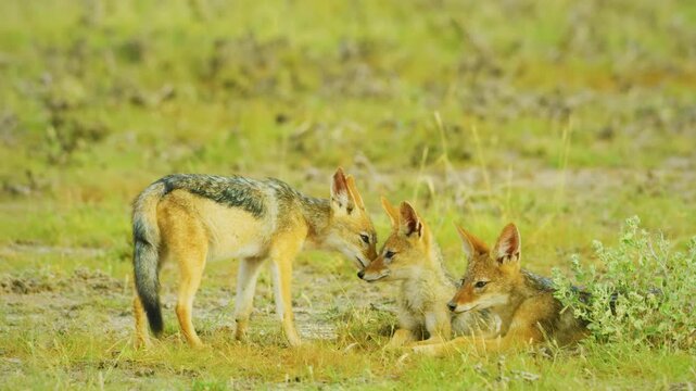 A black-backed jackal (Lupulella mesomelas) sniffing to find his female partner for mating, kruger national park of tanzania, africa. 