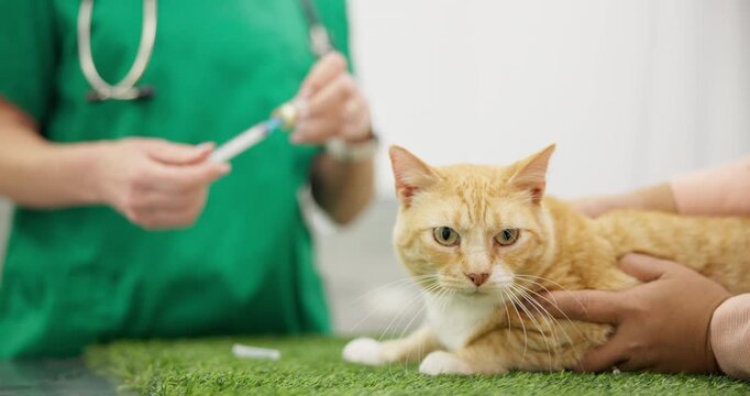 Veterinary, cat and needle for injection, medicine or vaccine at health clinic or vet with healthcare. Veterinarian, professional or expert with feline, syringe and medical emergency for check up