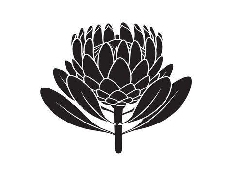 Bold protea flower silhouette with modern floral design 