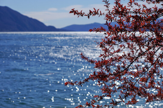 Malerische Uferlandschaft am Lago Maggiore - Bl&uuml;hender Kirschbaum - Wasserspiegelungen