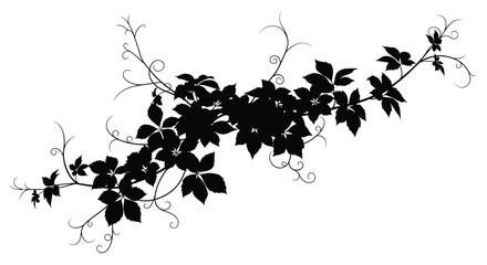Elegant black silhouette of a vine with leaves and delicate tendrils © Gahima