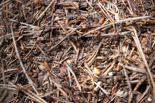 An anthill in the forest among dry leaves.Insects working for the queen of ants run around a hole in the ground, a macro anthill