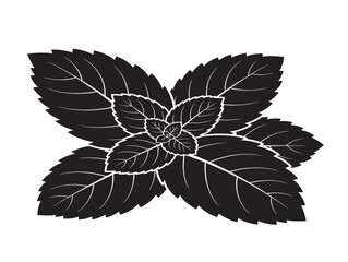 Fresh mint leaves silhouette with vibrant herbal energy  © Safowan