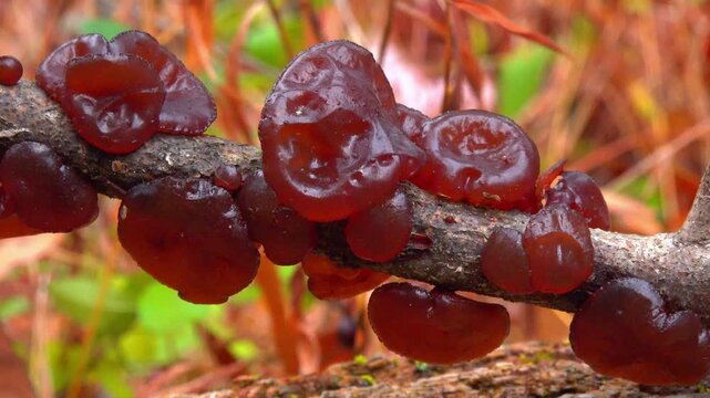 Woody fungus known as exidia recisa (Exidia recisa), also called amber jelly, growing on the trunk of a dead tree in a forest in the suburbs of Princeton, New Jersey, USA