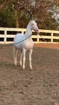 Elegant White  Horse with Curved Ears Standing Against a White Fence.