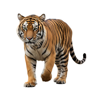 quadruped isolated on white background, 