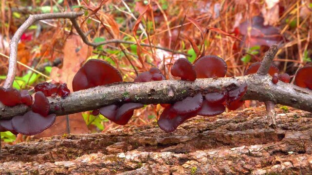 Woody fungus known as exidia recisa (Exidia recisa), also called amber jelly, USA