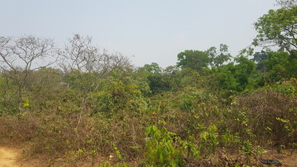 A scenic view of a dry landscape with dense green trees and shrubs under a clear blue sky today