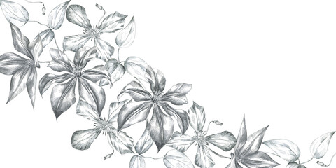 Hand drawn pencil sketch illustration clematis flower and leaves. Floral composition frame isolated on white background. Design wedding, cards, scrapbooking, cosmetics. © Lena