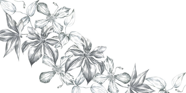 Hand drawn pencil sketch illustration clematis flower and leaves. Floral composition frame isolated on white background. Design wedding, cards, scrapbooking, cosmetics.