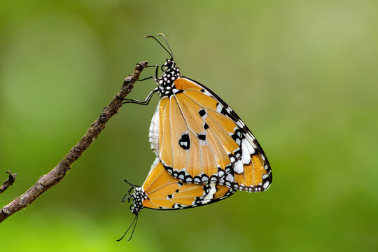 A beautiful mating pair of Plain Tiger butterfly (Danaus chrysippus) facing in opposite directions with their abdomens attached,  a close-up side view of colourful wings in a blurred green background.