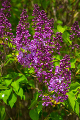 Obraz premium Purple Lilac Flowers Blooming in a Lush Spring Garden