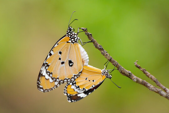 A beautiful mating pair of Plain Tiger butterfly (Danaus chrysippus) facing in opposite directions with their abdomens attached,  a close-up side view of colourful wings in a blurred green background.
