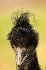 Portret emu © Pit75Wawa