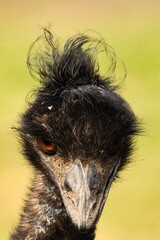 Portret emu © Pit75Wawa