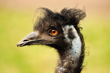 Potret Emu © Pit75Wawa