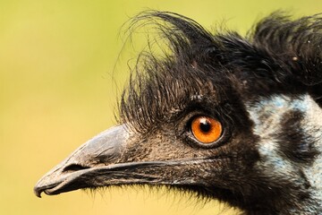 Portret emu © Pit75Wawa