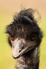 Portret emu © Pit75Wawa