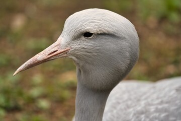 żuraw rajski © Pit75Wawa