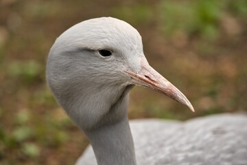 żuraw rajski  © Pit75Wawa