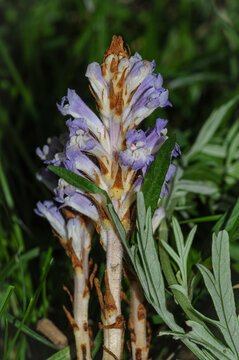 Likely Orobanche pycnostachya (coerulescens group) flowering in natural habitat.