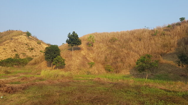 A scenic view of rolling hills covered in dry golden grass under a clear blue afternoon sky