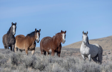 Obraz premium Wild Horses Near Challis Idaho in Springtime