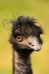 Portret emu © Pit75Wawa