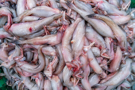 Loitta fish, also known as Bombay duck, is a popular type of fish, particularly in Bangladesh and West Bengal, India. Pile of fresh fish ready for sale. Basket of Freshly Caught Fish.