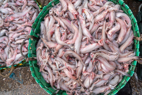 Loitta fish, also known as Bombay duck, is a popular type of fish, particularly in Bangladesh and West Bengal, India. Pile of fresh fish ready for sale. Basket of Freshly Caught Fish.