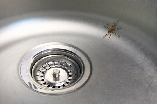 Spider exploring a kitchen sink on a sunny afternoon