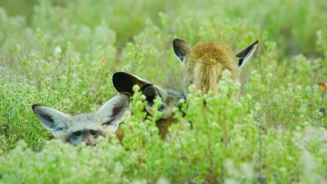 A mother bat-eared fox (Otocyon megalotis) hiding her young ones in long grasses of Savanah of Botswana South Africa.
