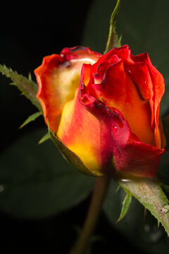 Uma bela flor chamada rosa