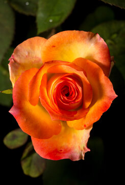 Uma bela flor chamada rosa
