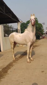 "Majestic White Nukra Stallion Standing Tall in an Open Paddock"