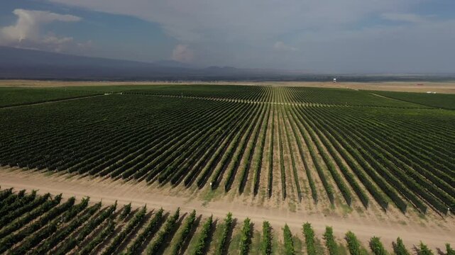 Aerial drone shot of expansive green vineyard fields stretching to the horizon. A tractor drives along a dirt road, leaving a trail of dust in the rural landscape.

