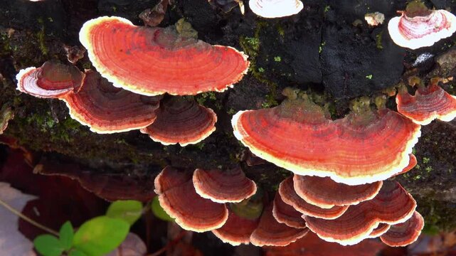 Bracket fungus Stereum ostrea (hairy curtain crust) growing on a decaying fallen tree trunk in a forest in the suburbs of Princeton, New Jersey, United States