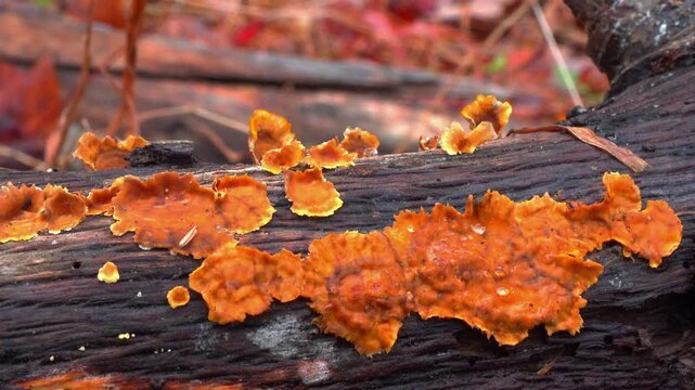 Wood-decaying fungi Phlebia radiata growing on decaying wood in a forest near Princeton