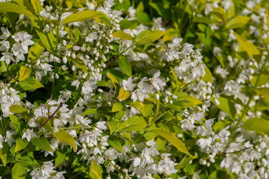 Deutzia gracilis duncan Chardonnay pearls bright white flowering shrub, beautiful ornamental flowers in bloom